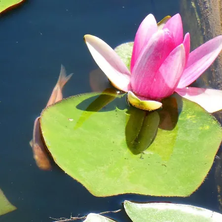 το κατἑ Artemonas