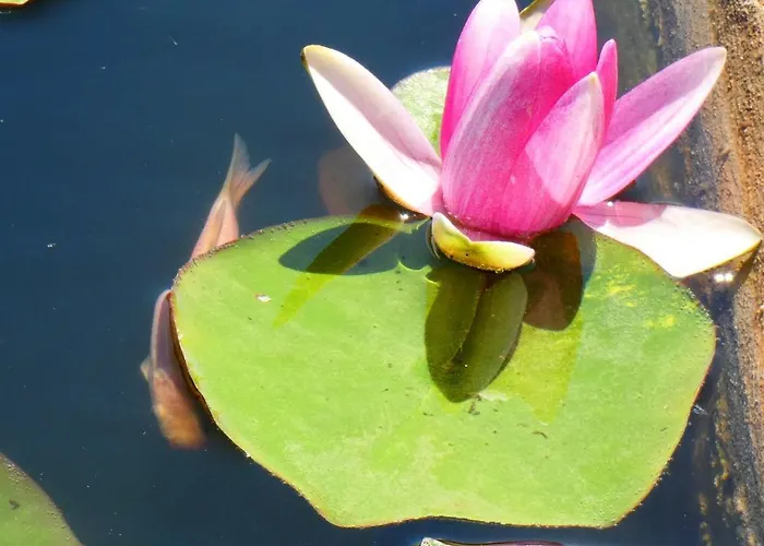 το κατἑ Artemonas